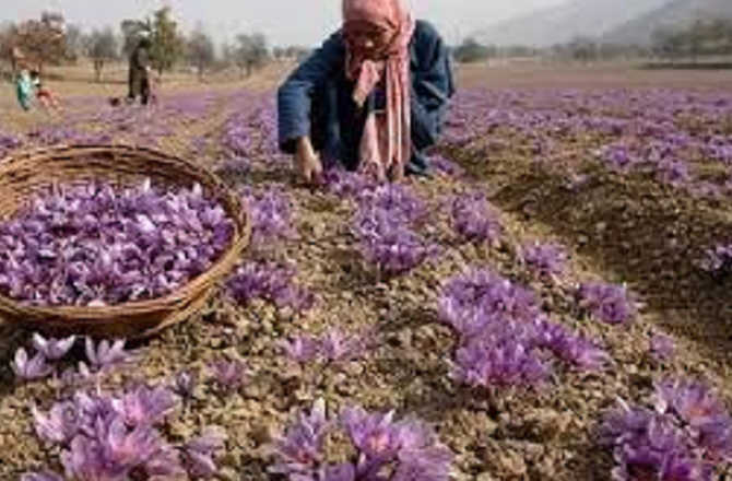 کشمیر کی زعفران صنعت کو ’’ساہی‘‘ کے بڑھتے حملوں سے نیا خطرہ لاحق
